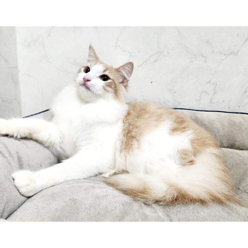 販売中の北海道のノルウェージャンフォレストキャット-131667の4枚目