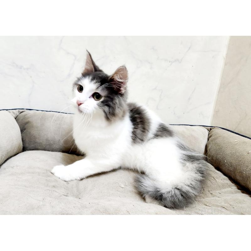 販売中の北海道のノルウェージャンフォレストキャット-133563の2枚目