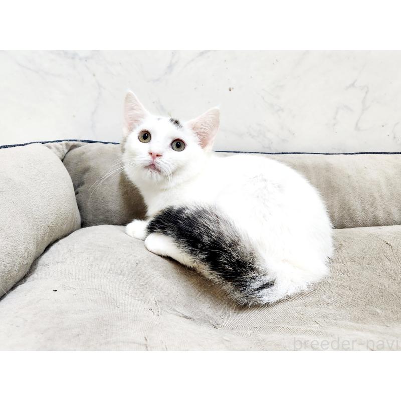 販売中の北海道のミックス-132735の5枚目