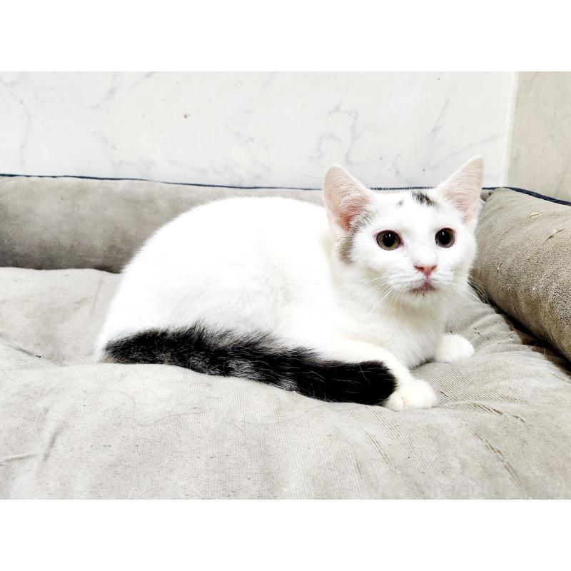 販売中の北海道のミックス-132735の4枚目