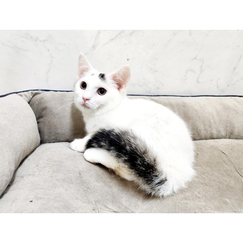 販売中の北海道のミックス-132735の3枚目