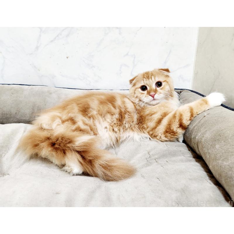 販売中の北海道のスコティッシュフォールド-132677の3枚目