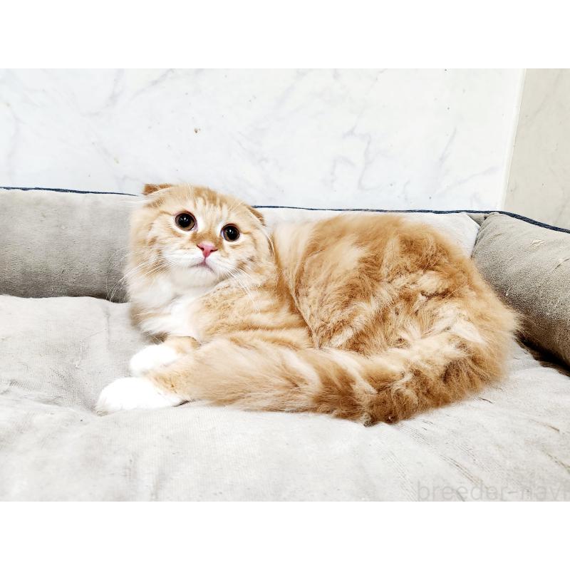 販売中の北海道のスコティッシュフォールド-132677の2枚目