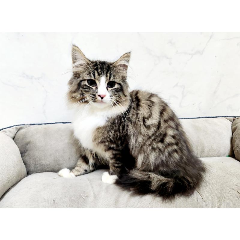 販売中の北海道のノルウェージャンフォレストキャット-133708の4枚目