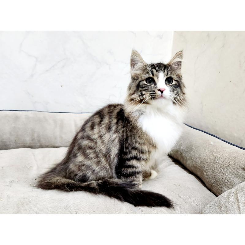 販売中の北海道のノルウェージャンフォレストキャット-133708の3枚目