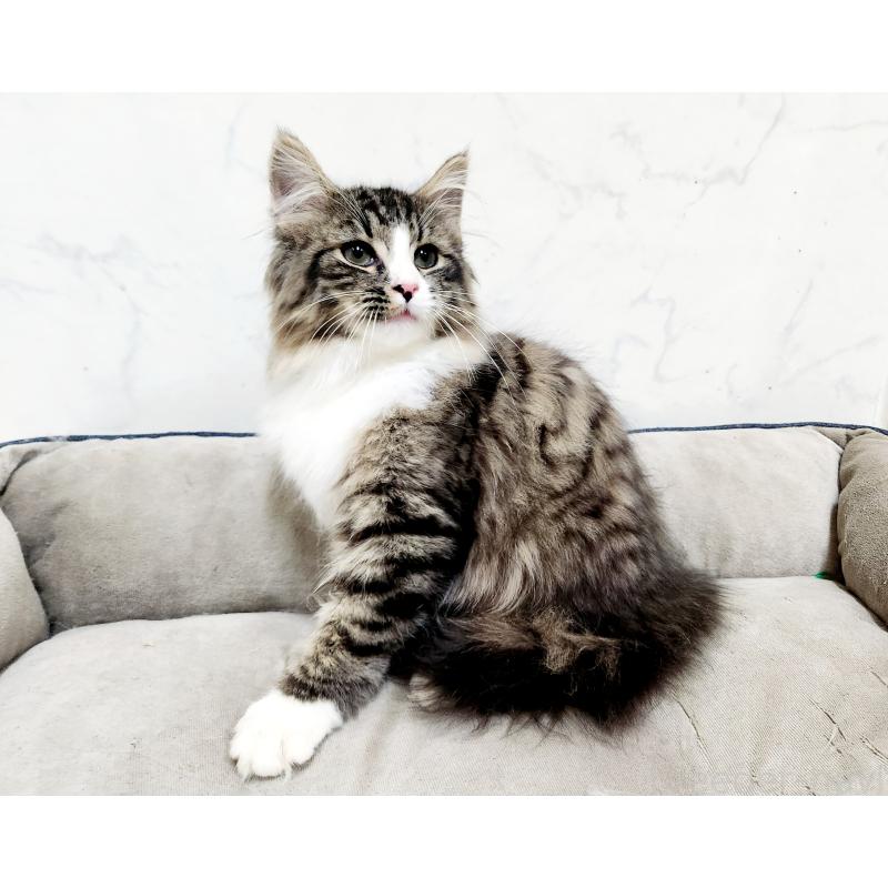 販売中の北海道のノルウェージャンフォレストキャット-133708の2枚目