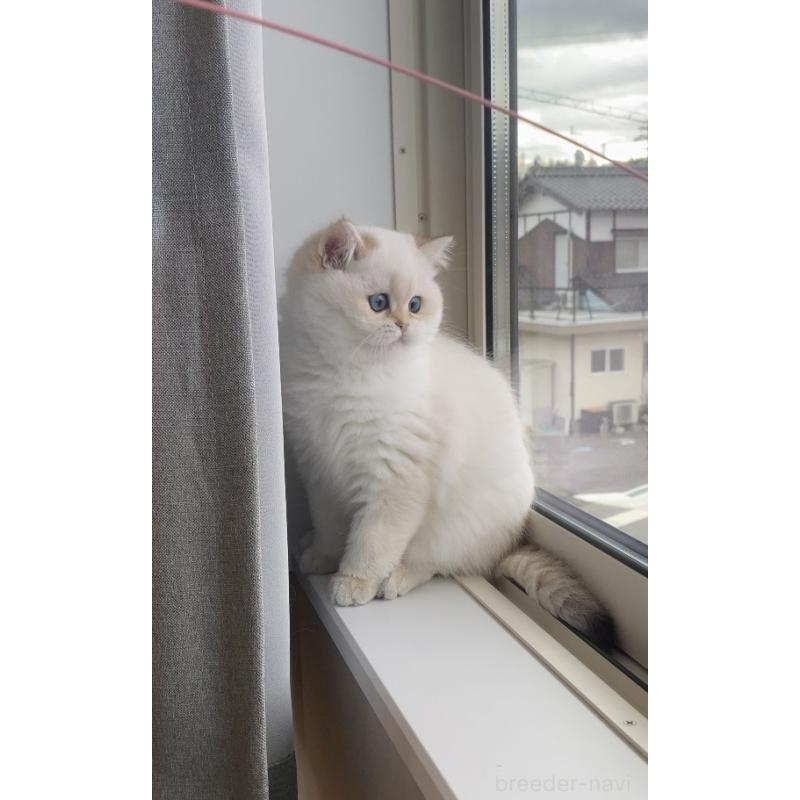 販売中の広島県のブリティッシュショートヘア-135828の10枚目