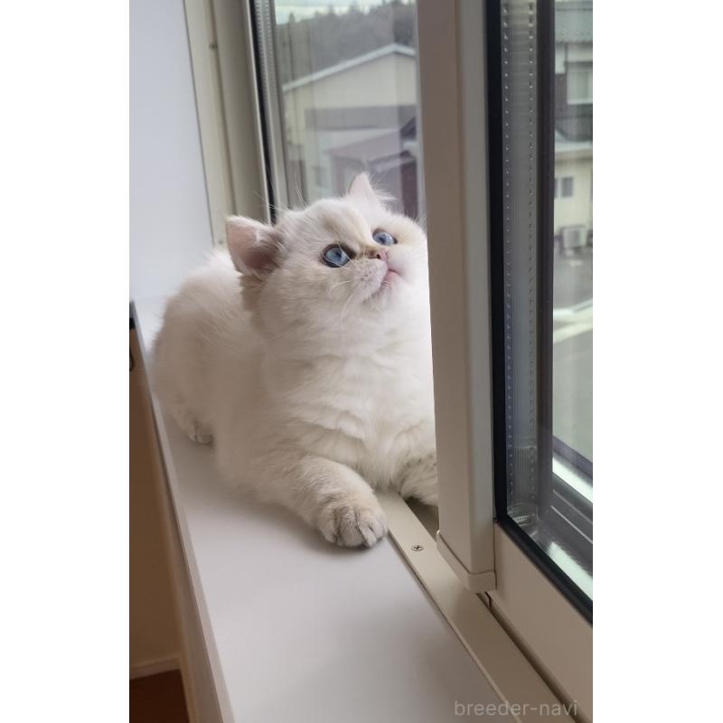 販売中の広島県のブリティッシュショートヘア-135828の9枚目