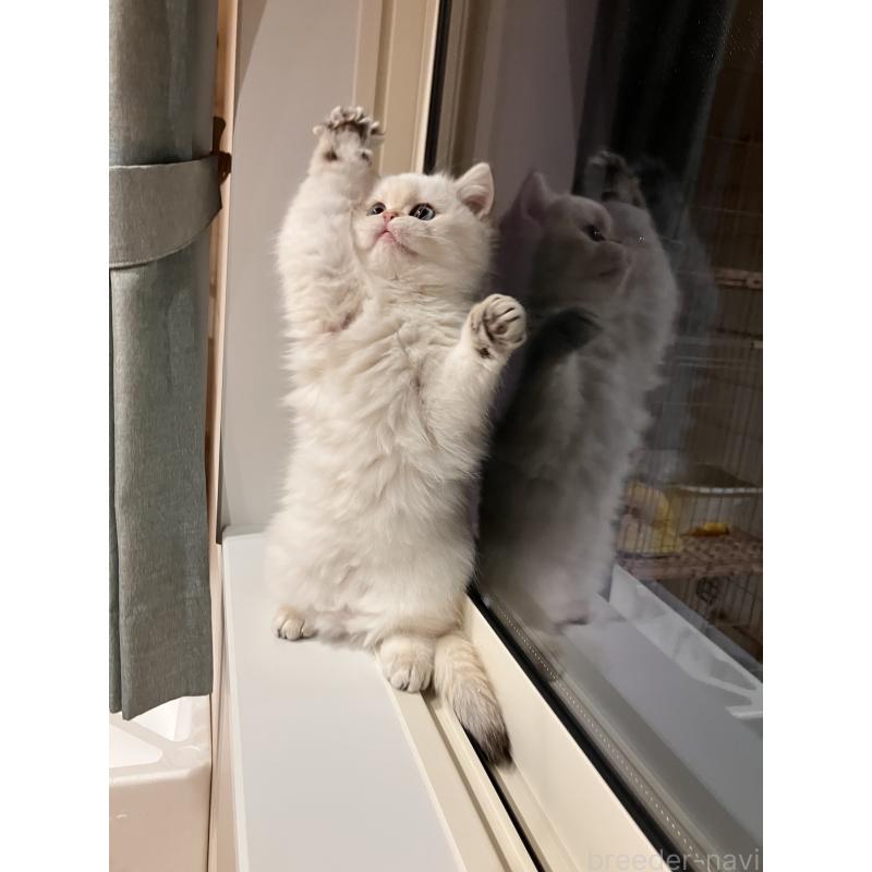 販売中の広島県のブリティッシュショートヘア-135828の8枚目