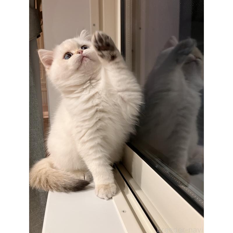 販売中の広島県のブリティッシュショートヘア-135828の7枚目