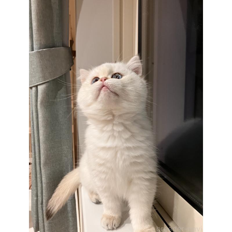 販売中の広島県のブリティッシュショートヘア-135828の6枚目