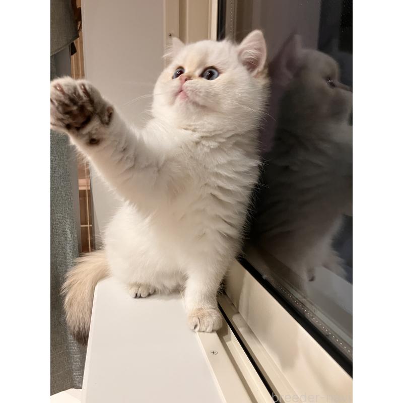 販売中の広島県のブリティッシュショートヘア-135828の5枚目