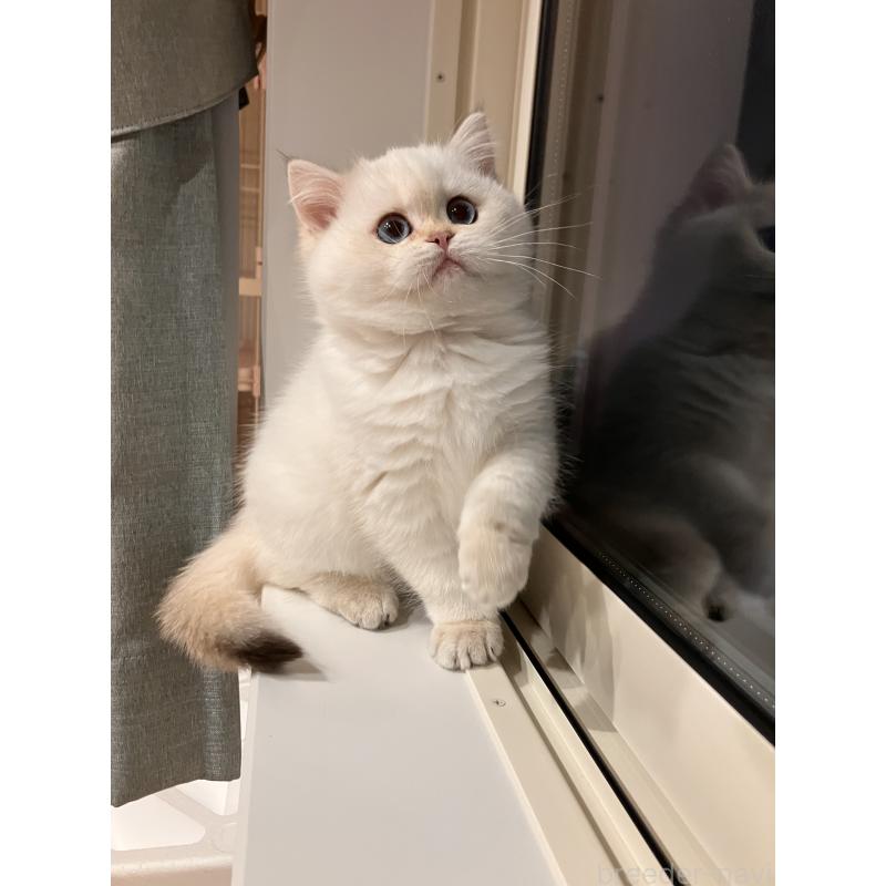 販売中の広島県のブリティッシュショートヘア-135828の4枚目