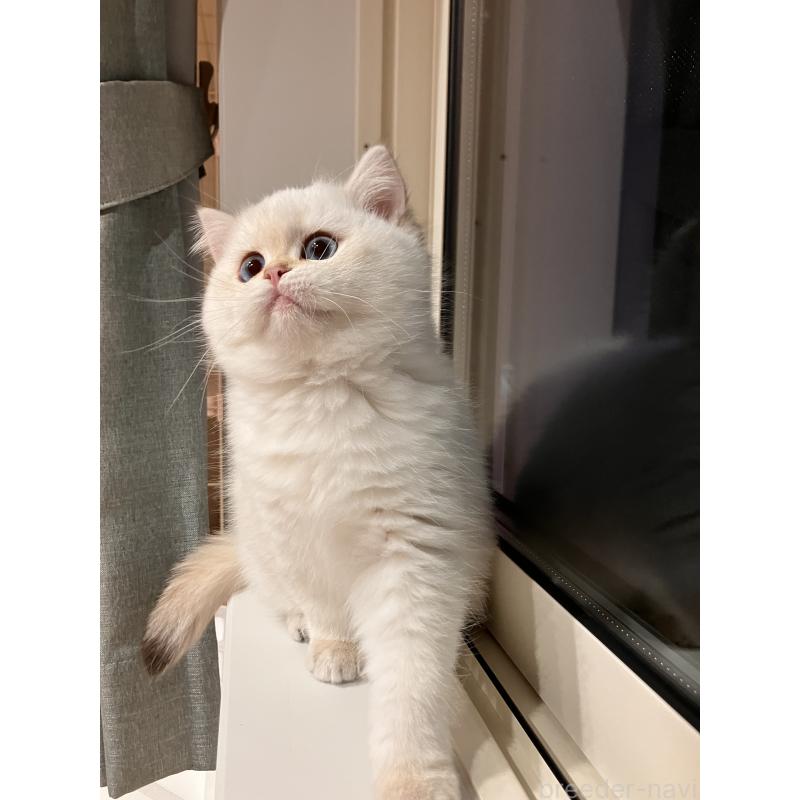 販売中の広島県のブリティッシュショートヘア-135828の3枚目