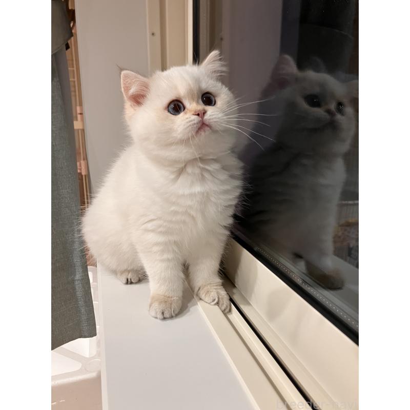 販売中の広島県のブリティッシュショートヘア-135828の2枚目