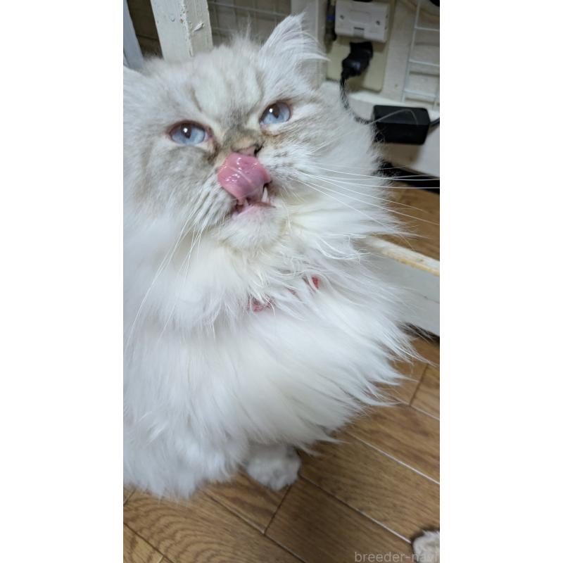 販売中の大阪府のミヌエット-127978の5枚目