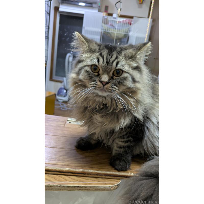 商談中の大阪府のミヌエット-120589の4枚目