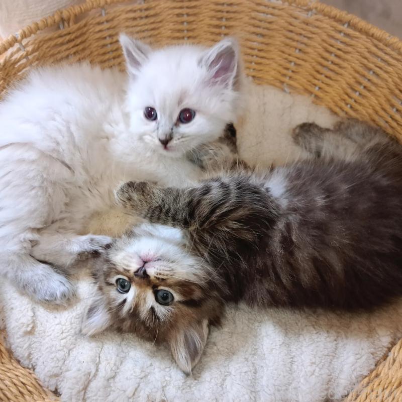 販売中の愛知県のサイベリアン-135830の7枚目