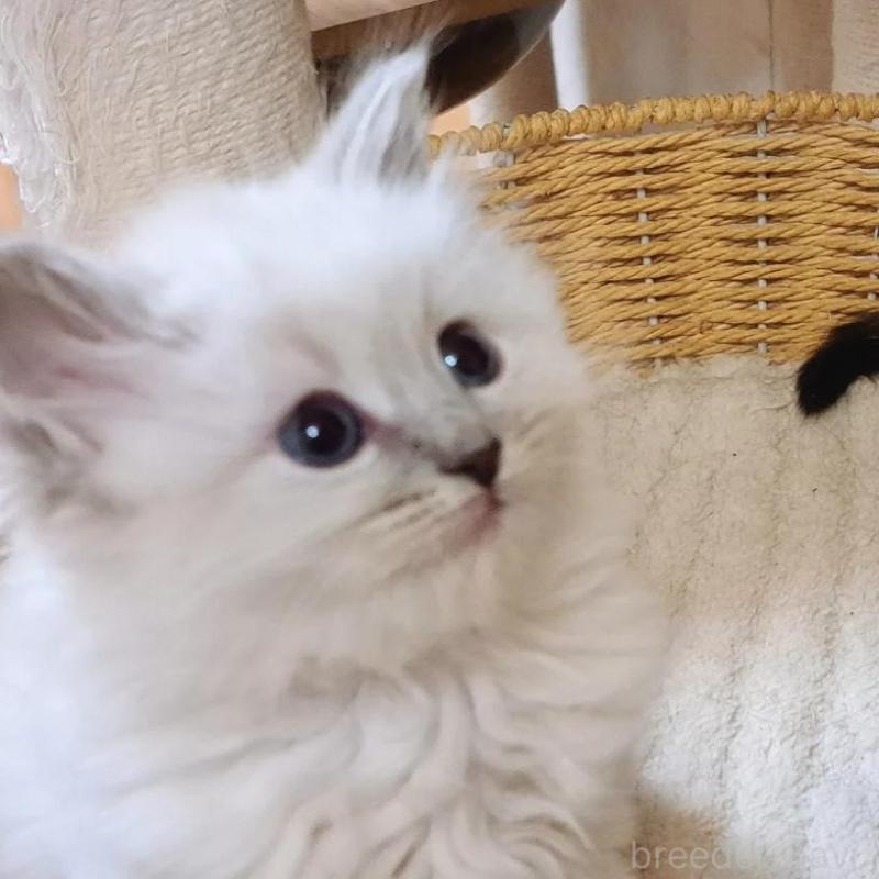 販売中の愛知県のサイベリアン-135830の6枚目