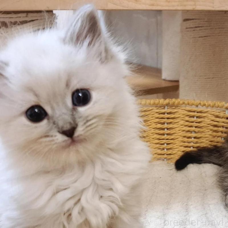 販売中の愛知県のサイベリアン-135830の5枚目