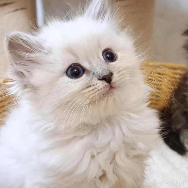 販売中の愛知県のサイベリアン-135830の1枚目