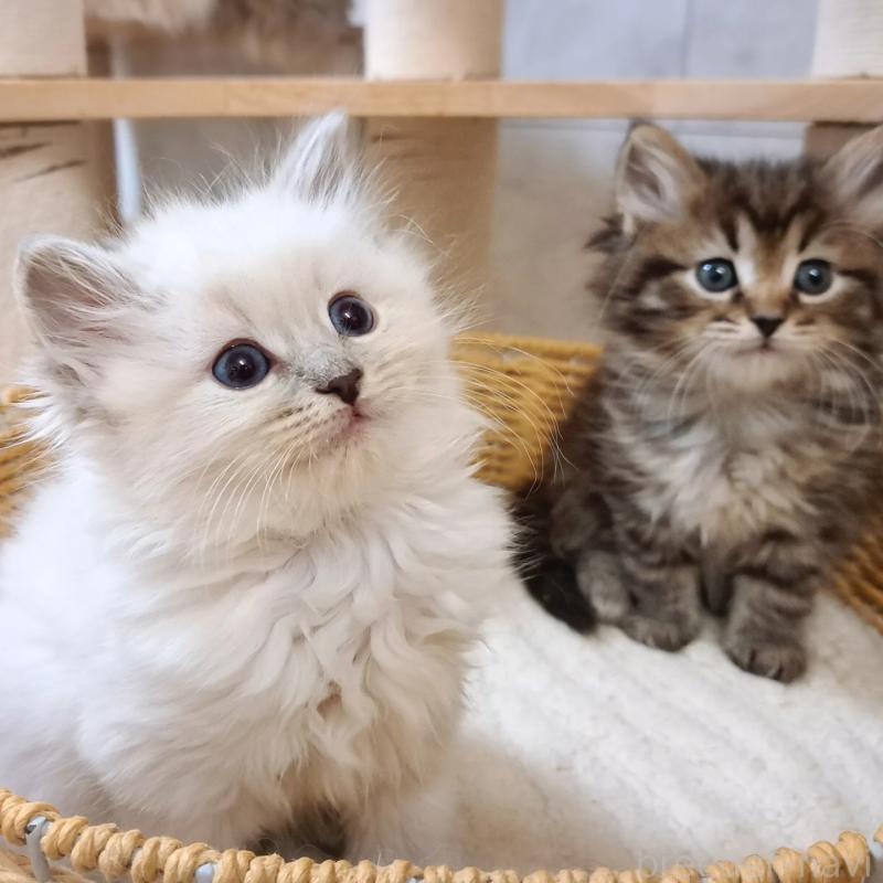 販売中の愛知県のサイベリアン-135830の4枚目