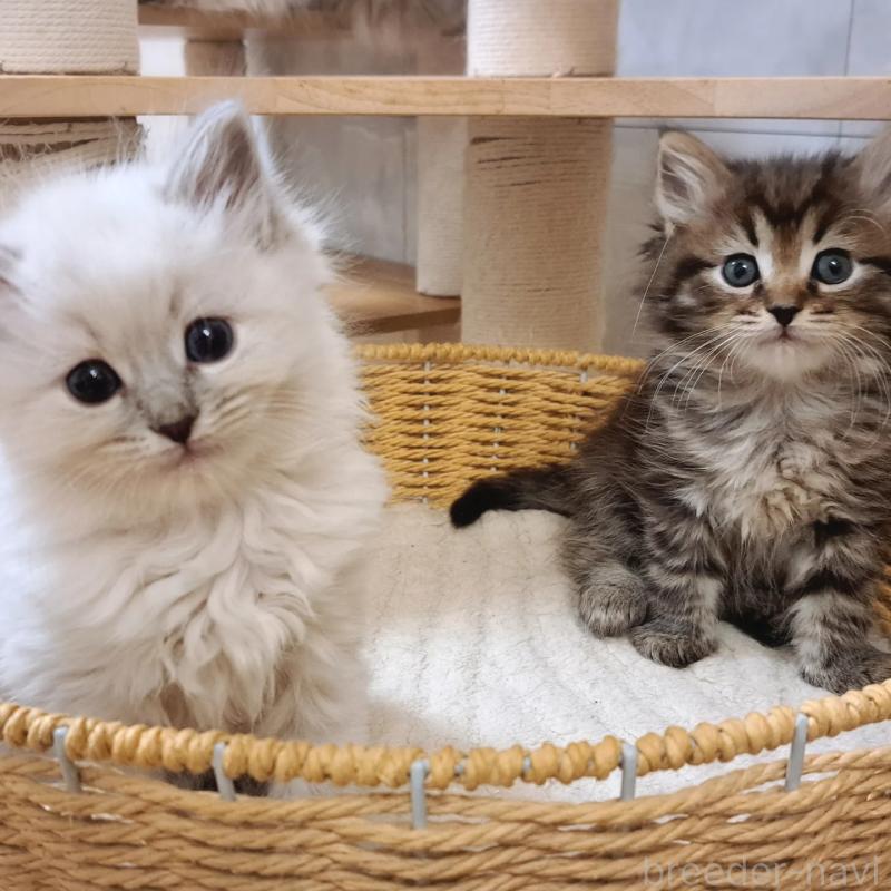 販売中の愛知県のサイベリアン-135830の3枚目