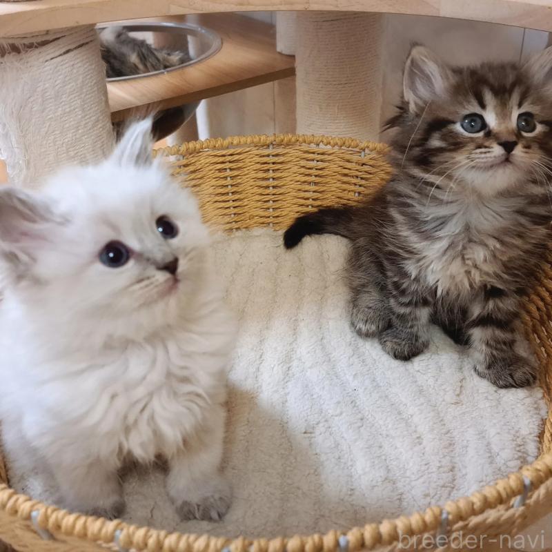 販売中の愛知県のサイベリアン-135830の2枚目