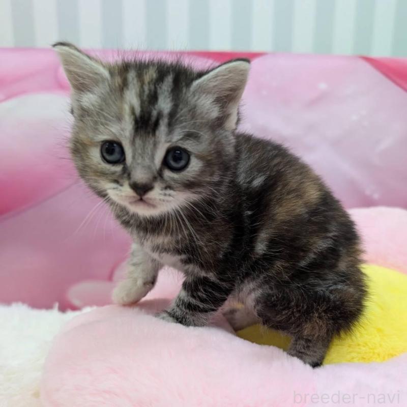 販売中の大阪府のスコティッシュフォールド-135831