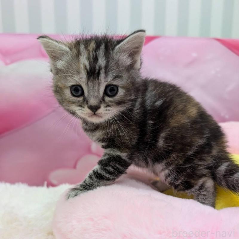 販売中の大阪府のスコティッシュフォールド-135831の4枚目