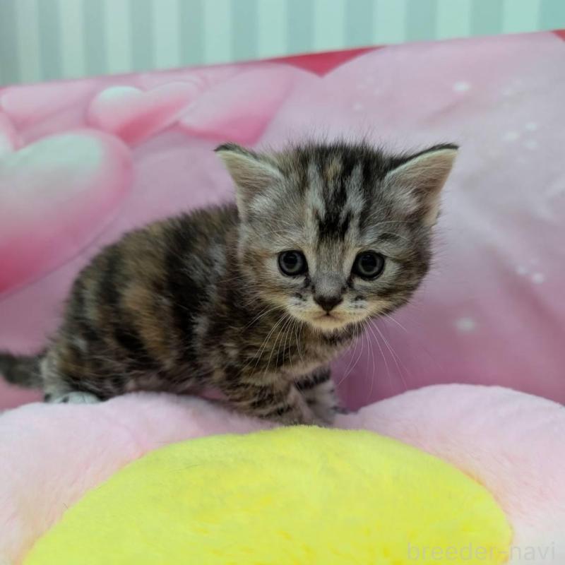 販売中の大阪府のスコティッシュフォールド-135831の3枚目