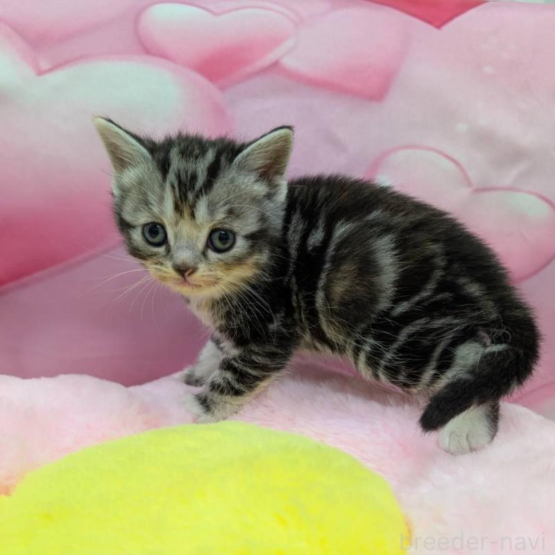 販売中の大阪府のスコティッシュフォールド-135832の4枚目