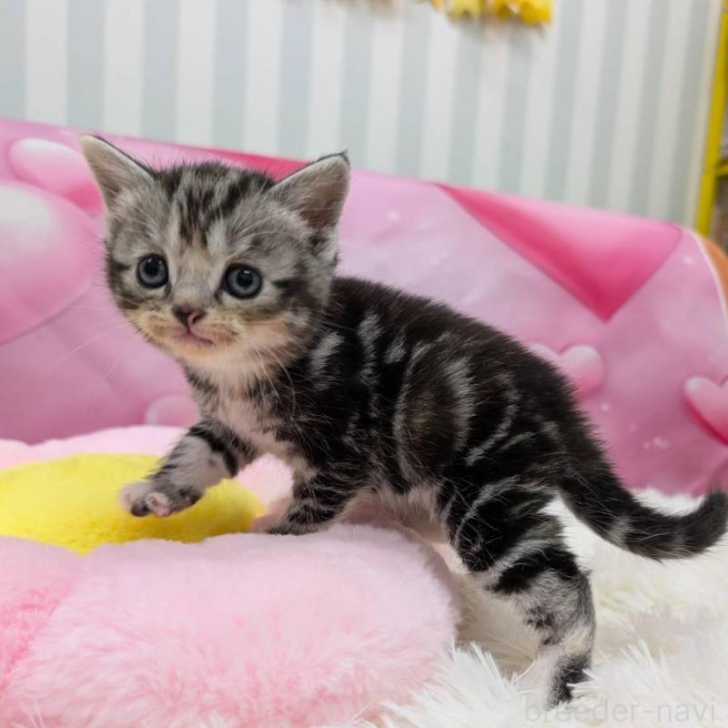 販売中の大阪府のスコティッシュフォールド-135832の2枚目