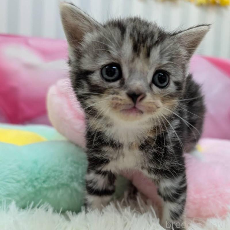 販売中の大阪府のスコティッシュフォールド-135832