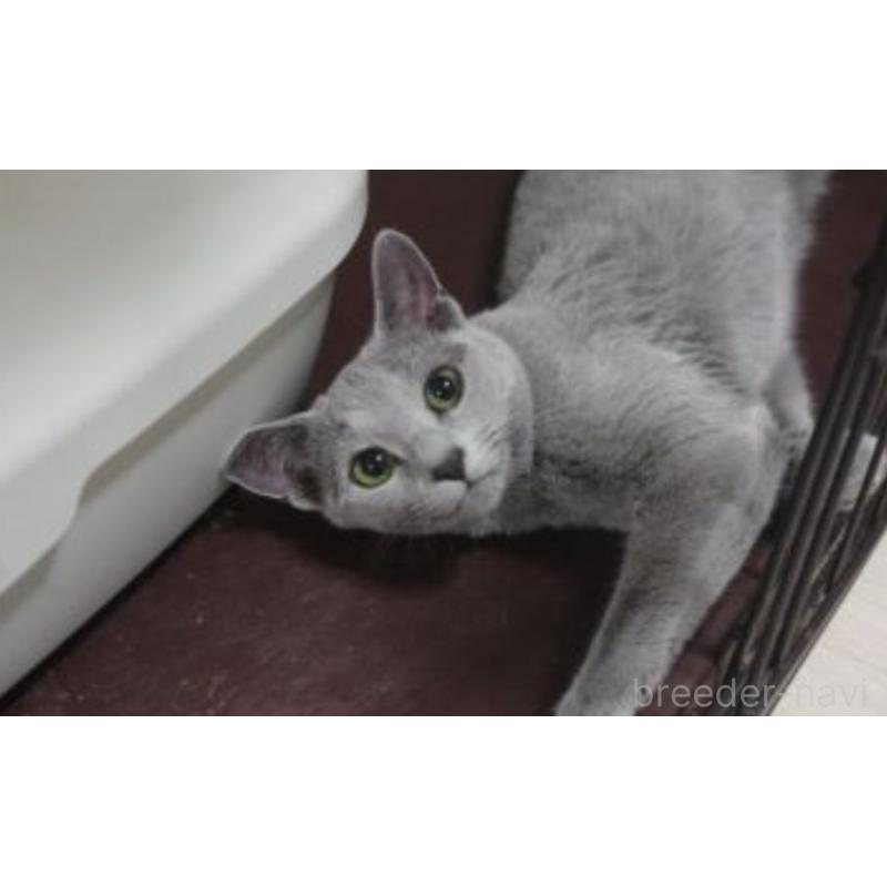 商談中の神奈川県のロシアンブルー-135833の2枚目