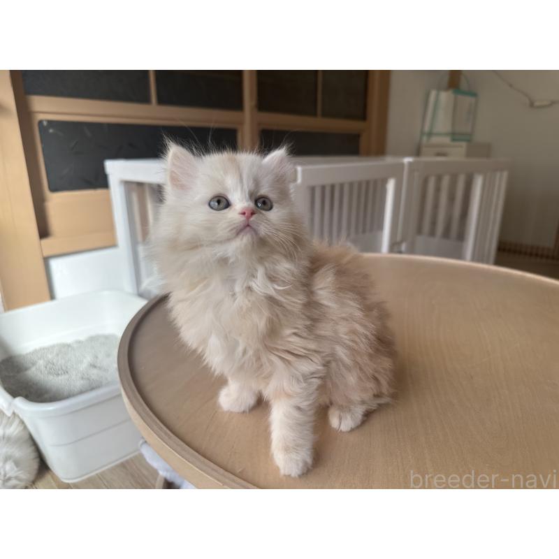 販売中の千葉県のマンチカン-133774の3枚目