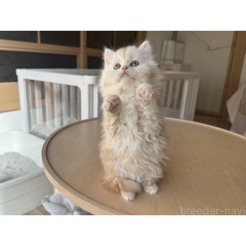 販売中の千葉県のマンチカン-133774の2枚目