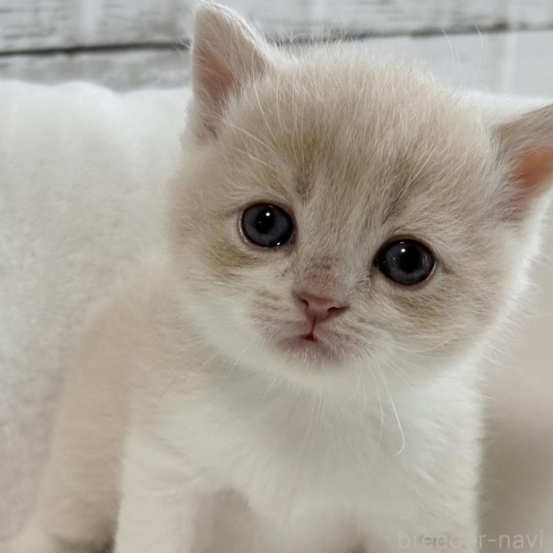 販売中の奈良県のブリティッシュショートヘア-135834の1枚目