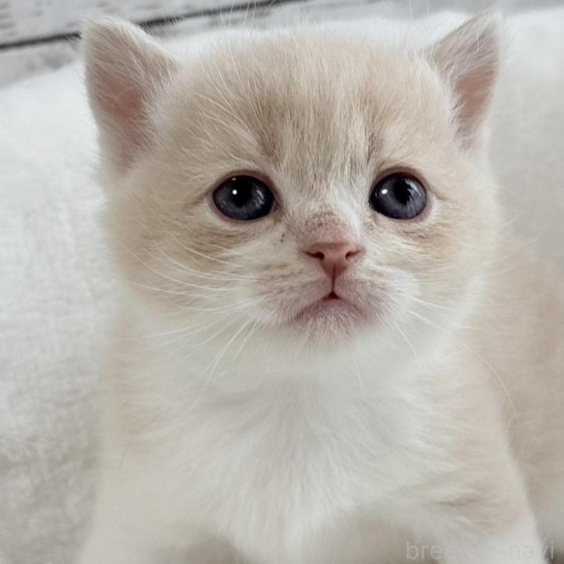 販売中の奈良県のブリティッシュショートヘア-135834の4枚目