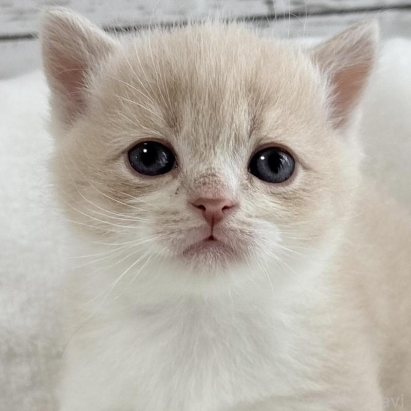 販売中の奈良県のブリティッシュショートヘア-135834の3枚目