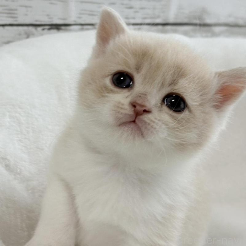 販売中の奈良県のブリティッシュショートヘア-135834の2枚目