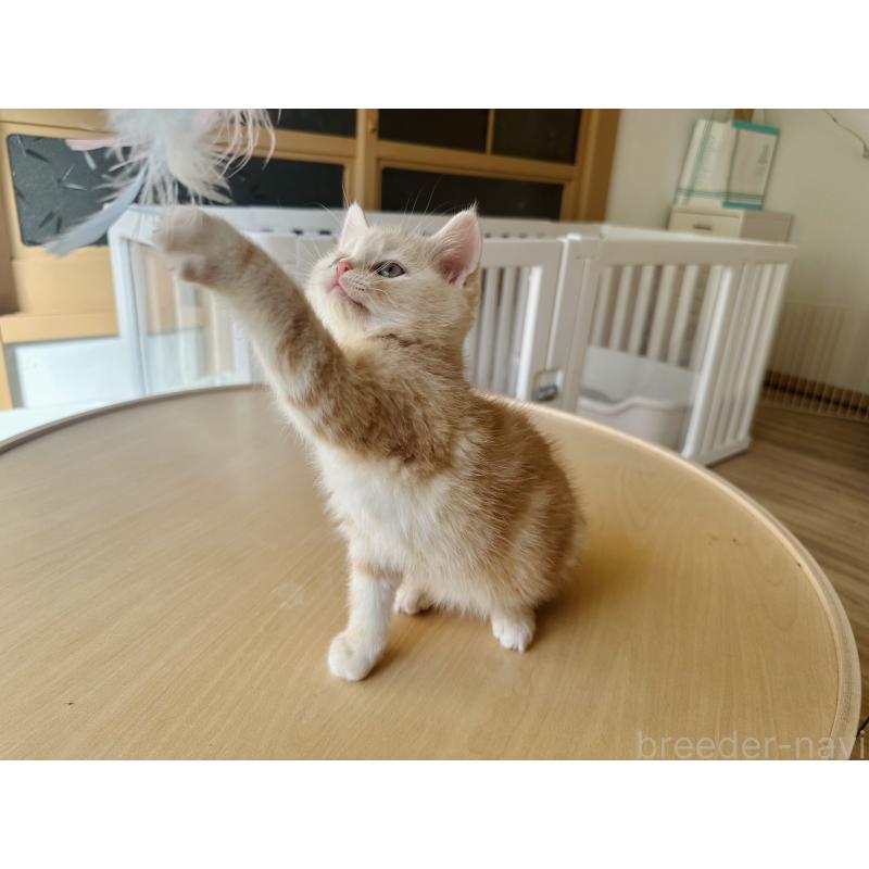 商談中の千葉県のマンチカン-134880の2枚目