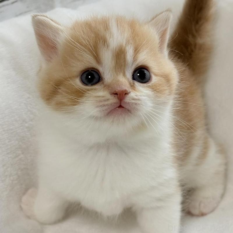 販売中の奈良県のブリティッシュショートヘア-135835