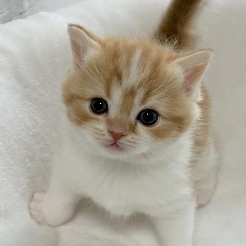 販売中の奈良県のブリティッシュショートヘア-135835の4枚目