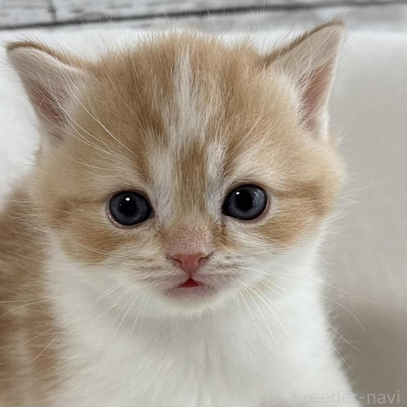 販売中の奈良県のブリティッシュショートヘア-135835の2枚目