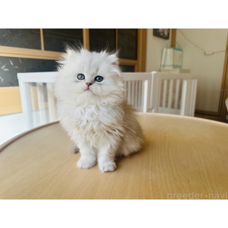 販売中の千葉県のミヌエット-133773の4枚目