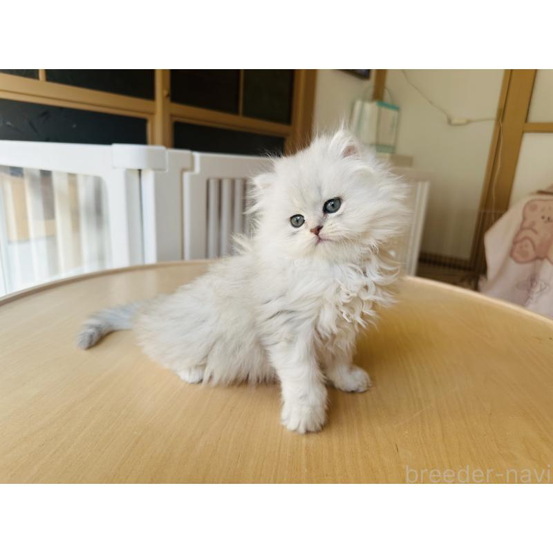 販売中の千葉県のミヌエット-133773の3枚目