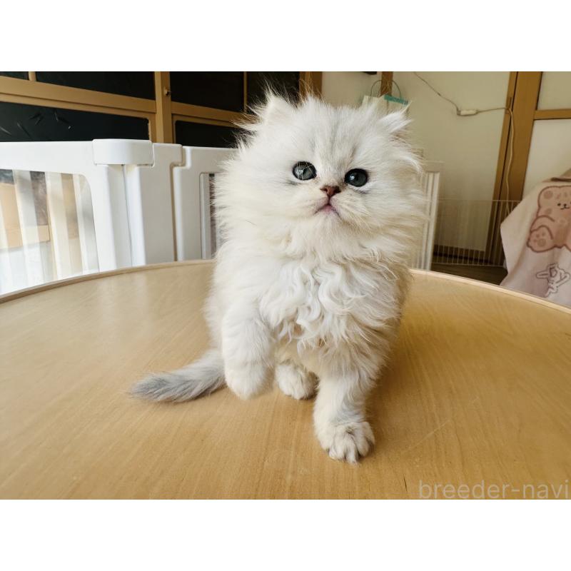 販売中の千葉県のミヌエット-133773の2枚目