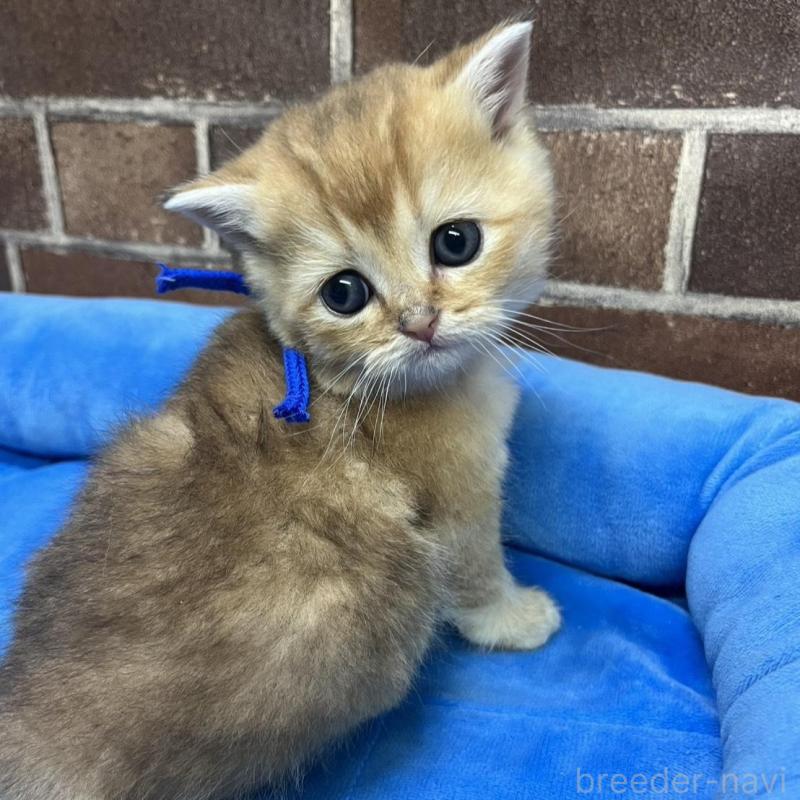 販売中の東京都のブリティッシュショートヘア-135890の15枚目