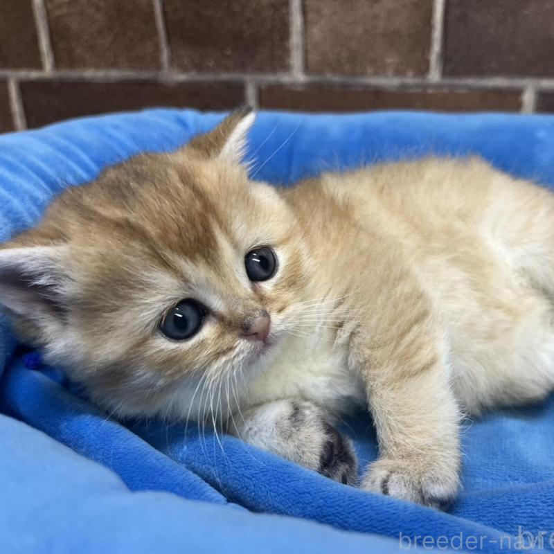 販売中の東京都のブリティッシュショートヘア-135890の13枚目